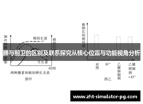 腰与前卫的区别及联系探究从核心位置与功能视角分析